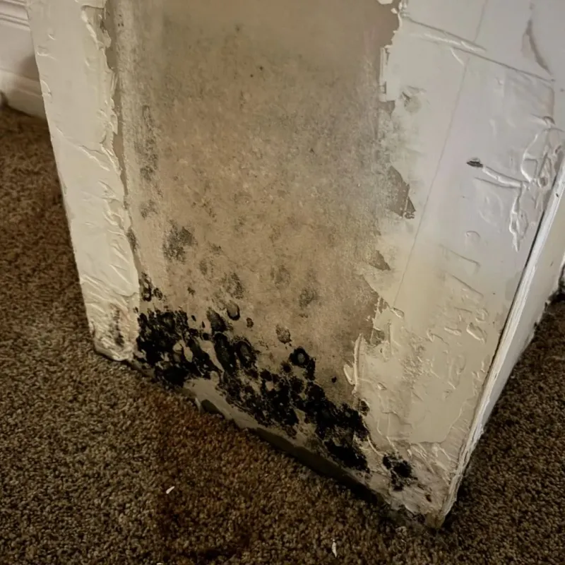Professional Mold Removal in Monticello, MS